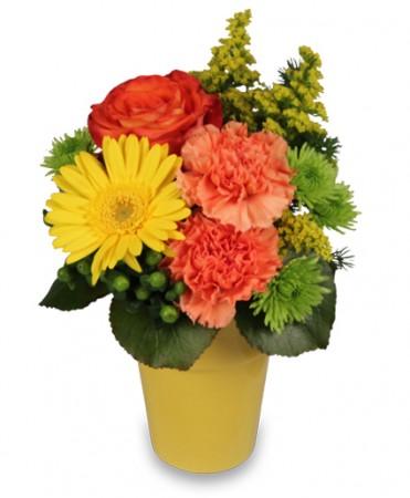 Jackpot Posies
 Arrangement Flower Bouquet