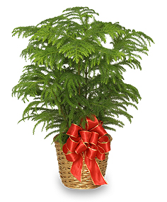 NORFOLK ISLAND PINE