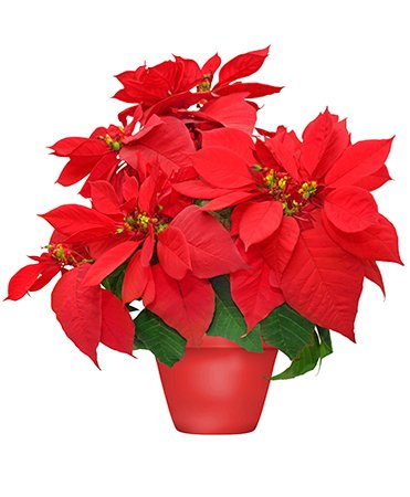 HOLIDAY POINSETTIA