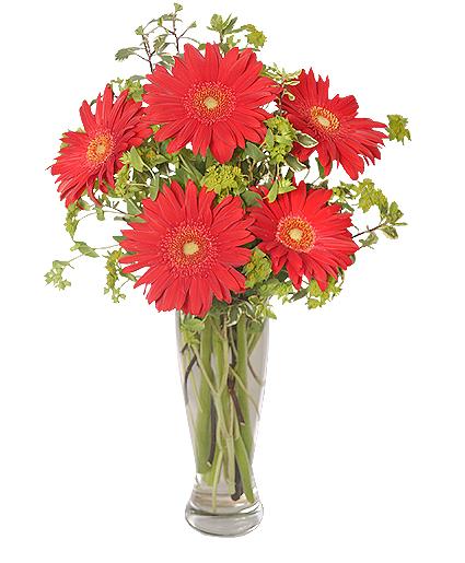 RITZY RED GERBERAS
 Flower  Arrangement