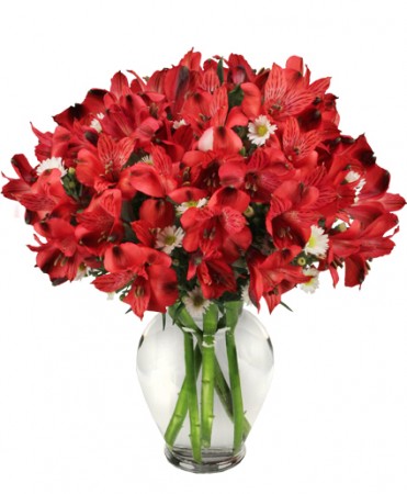 PASSIONATE PERUVIAN LILY